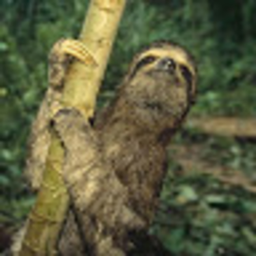 Meet your Posher, Raspberry